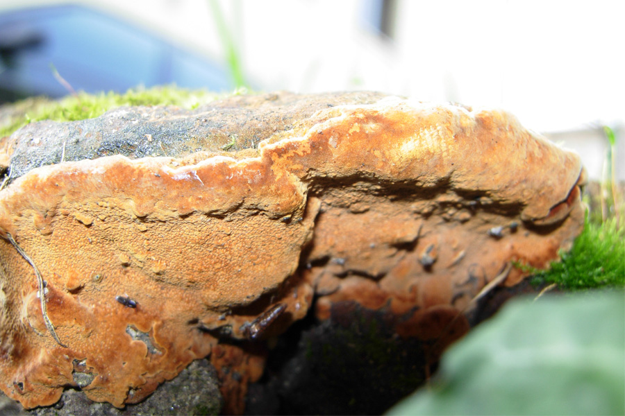 Altri funghi dal mio giardino